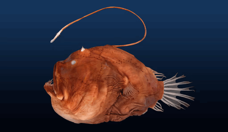 Living in the Abyss - Ocean Ambassadors