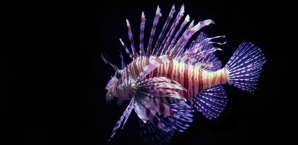 A purple lionfish in the dark water